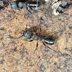 Rhytidoponera sp. (genus) at Alison Hone Reserve - 6 Jul 2024