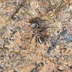 Rhytidoponera sp. (genus) at Alison Hone Reserve - 6 Jul 2024