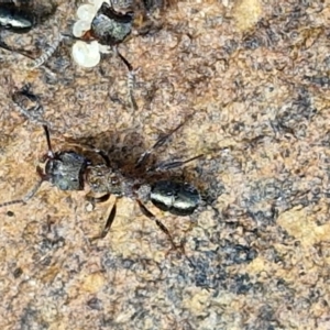 Rhytidoponera sp. (genus) at Alison Hone Reserve - 6 Jul 2024