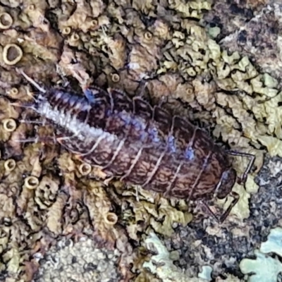Isopoda (order) (Unidentified isopod or slater) at Alison Hone Reserve - 6 Jul 2024 by trevorpreston