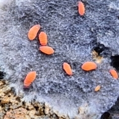 Poduromorpha sp. (order) (Plump Springtails) at Alison Hone Reserve - 6 Jul 2024 by trevorpreston