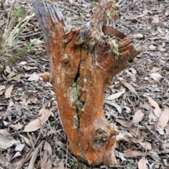 Trentepohlia sp. (genus) (A filamentous chlorophyte green algae) at Alison Hone Reserve - 6 Jul 2024 by trevorpreston