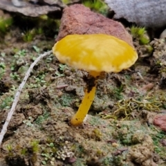 Lichenomphalia chromacea (Yellow Navel) at Alison Hone Reserve - 6 Jul 2024 by trevorpreston