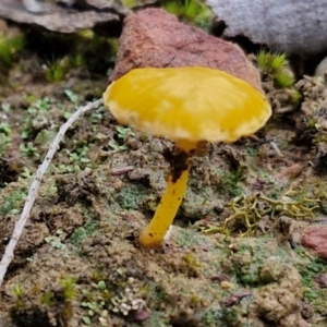 Lichenomphalia chromacea at Alison Hone Reserve - 6 Jul 2024