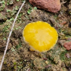 Lichenomphalia chromacea at Alison Hone Reserve - 6 Jul 2024