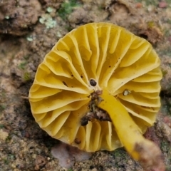 Lichenomphalia chromacea at Alison Hone Reserve - 6 Jul 2024 11:56 AM