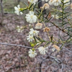 Acacia genistifolia (Early Wattle) at Alison Hone Reserve - 6 Jul 2024 by trevorpreston