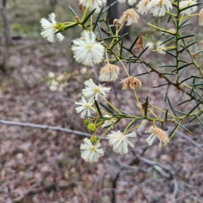 Acacia genistifolia (Early Wattle) at Alison Hone Reserve - 6 Jul 2024 by trevorpreston