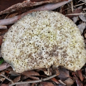 Laetiporus portentosus at Alison Hone Reserve - 6 Jul 2024