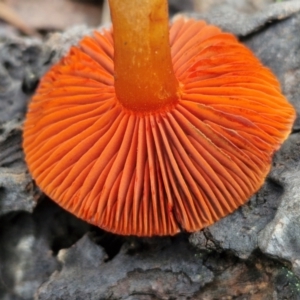 Cortinarius persplendidus at Alison Hone Reserve - 6 Jul 2024