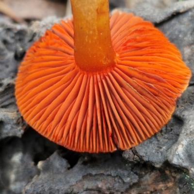 Cortinarius persplendidus (Splendid Red Skinhead) at Alison Hone Reserve - 6 Jul 2024 by trevorpreston