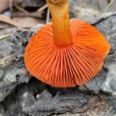 Cortinarius persplendidus at Alison Hone Reserve - 6 Jul 2024