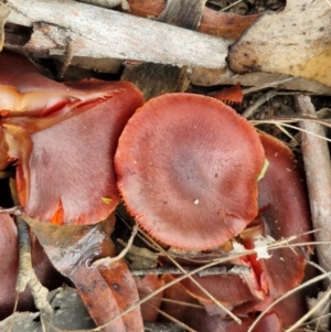 Cortinarius persplendidus at Alison Hone Reserve - 6 Jul 2024