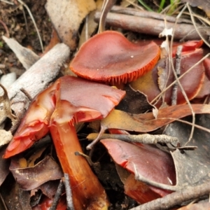 Cortinarius persplendidus at Alison Hone Reserve - 6 Jul 2024