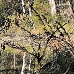 Anhinga novaehollandiae (Australasian Darter) at Penrose - 1 Jul 2024 by NigeHartley