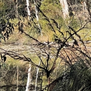 Anhinga novaehollandiae at Penrose - 1 Jul 2024