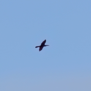 Anhinga novaehollandiae at Penrose - 1 Jul 2024 10:56 AM