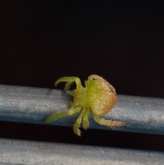 Dolophones sp. (genus) (Wrap-around spider) at Murrumbateman, NSW - 6 Jul 2024 by amiessmacro