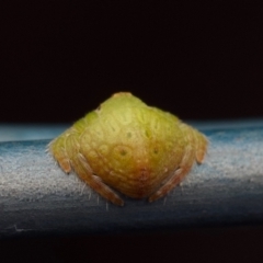 Dolophones sp. (genus) at Murrumbateman, NSW - 6 Jul 2024 03:24 PM