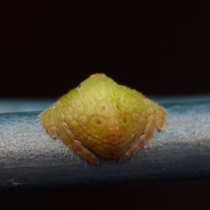 Dolophones sp. (genus) at Murrumbateman, NSW - 6 Jul 2024 03:24 PM