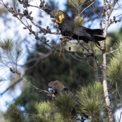 Calyptorhynchus lathami lathami (Glossy Black-Cockatoo) at Wingecarribee Local Government Area - 23 Jun 2024 by NigeHartley