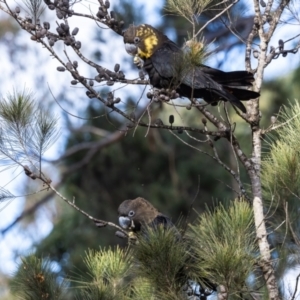 Calyptorhynchus lathami lathami at Penrose - 23 Jun 2024