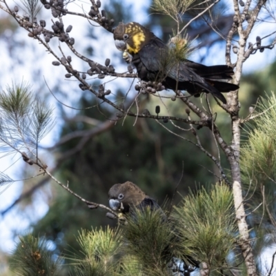 Calyptorhynchus lathami lathami (Glossy Black-Cockatoo) at Penrose - 23 Jun 2024 by NigeHartley