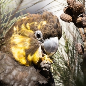 Calyptorhynchus lathami lathami at Penrose - suppressed