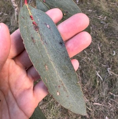 Eucalyptus pauciflora subsp. pauciflora (White Sally, Snow Gum) at QPRC LGA - 6 Jul 2024 by yellowboxwoodland