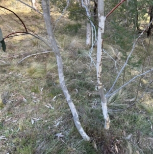 Eucalyptus pauciflora subsp. pauciflora at QPRC LGA - suppressed