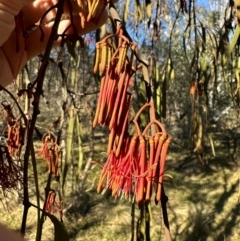 Amyema pendula subsp. pendula (Drooping Mistletoe) at QPRC LGA - 6 Jul 2024 by yellowboxwoodland