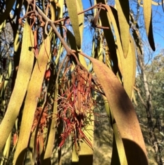 Amyema pendula subsp. pendula at QPRC LGA - 6 Jul 2024