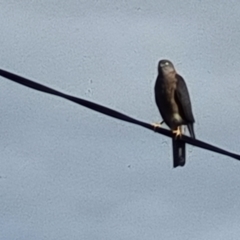 Tachyspiza cirrocephala (Collared Sparrowhawk) at Macarthur, ACT - 6 Jul 2024 by Cazza