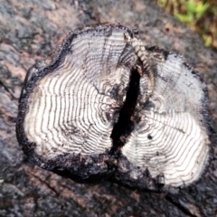 Daldinia concentrica (Daldinia concentrica) at Mogo State Forest - 4 Jul 2024 by Teresa