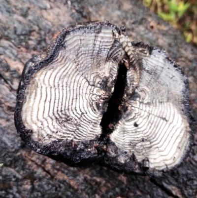 Daldinia concentrica at Mogo State Forest - 4 Jul 2024 by Teresa