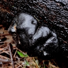Daldinia concentrica at Mogo State Forest - 4 Jul 2024 11:00 AM