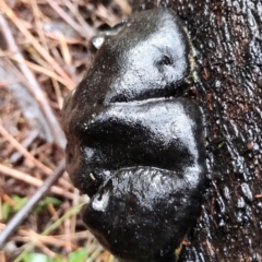 Daldinia concentrica at Mogo State Forest - 4 Jul 2024 11:00 AM