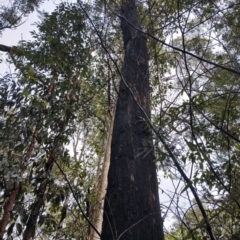 Eucalyptus sp. (A Gum Tree) at Runnyford, NSW - 4 Jul 2024 by Teresa