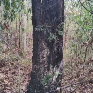 Eucalyptus sp. at Runnyford, NSW - 4 Jul 2024