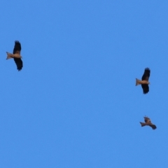 Milvus migrans (Black Kite) at Albury - 6 Jul 2024 by KylieWaldon