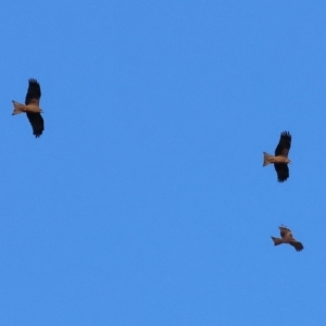 Milvus migrans at Wonga Wetlands - 6 Jul 2024 10:50 AM