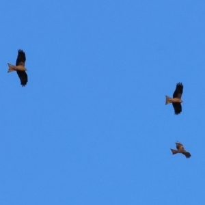 Milvus migrans (Black Kite) at Wonga Wetlands by KylieWaldon