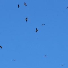 Milvus migrans at Wonga Wetlands - 6 Jul 2024 10:50 AM