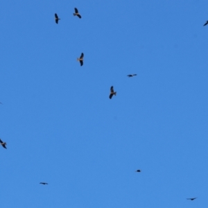 Milvus migrans at Wonga Wetlands - 6 Jul 2024 10:50 AM