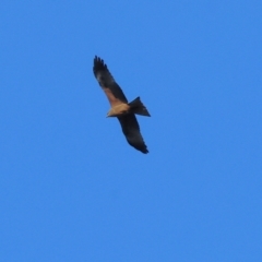 Milvus migrans at Wonga Wetlands - 6 Jul 2024 10:50 AM