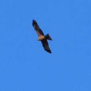 Milvus migrans at Wonga Wetlands - 6 Jul 2024