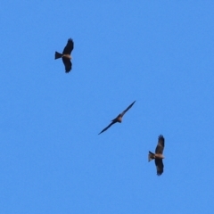 Milvus migrans at Wonga Wetlands - 6 Jul 2024 10:50 AM