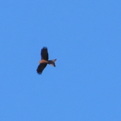 Milvus migrans at Wonga Wetlands - 6 Jul 2024 10:50 AM