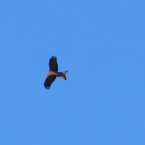 Milvus migrans at Wonga Wetlands - 6 Jul 2024