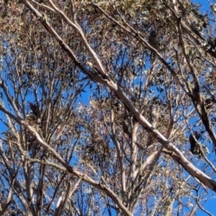 Callocephalon fimbriatum (Gang-gang Cockatoo) at Namadgi National Park - 6 Jul 2024 by RobynHall